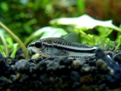 Pygmy Corydora - Planted Aquaria