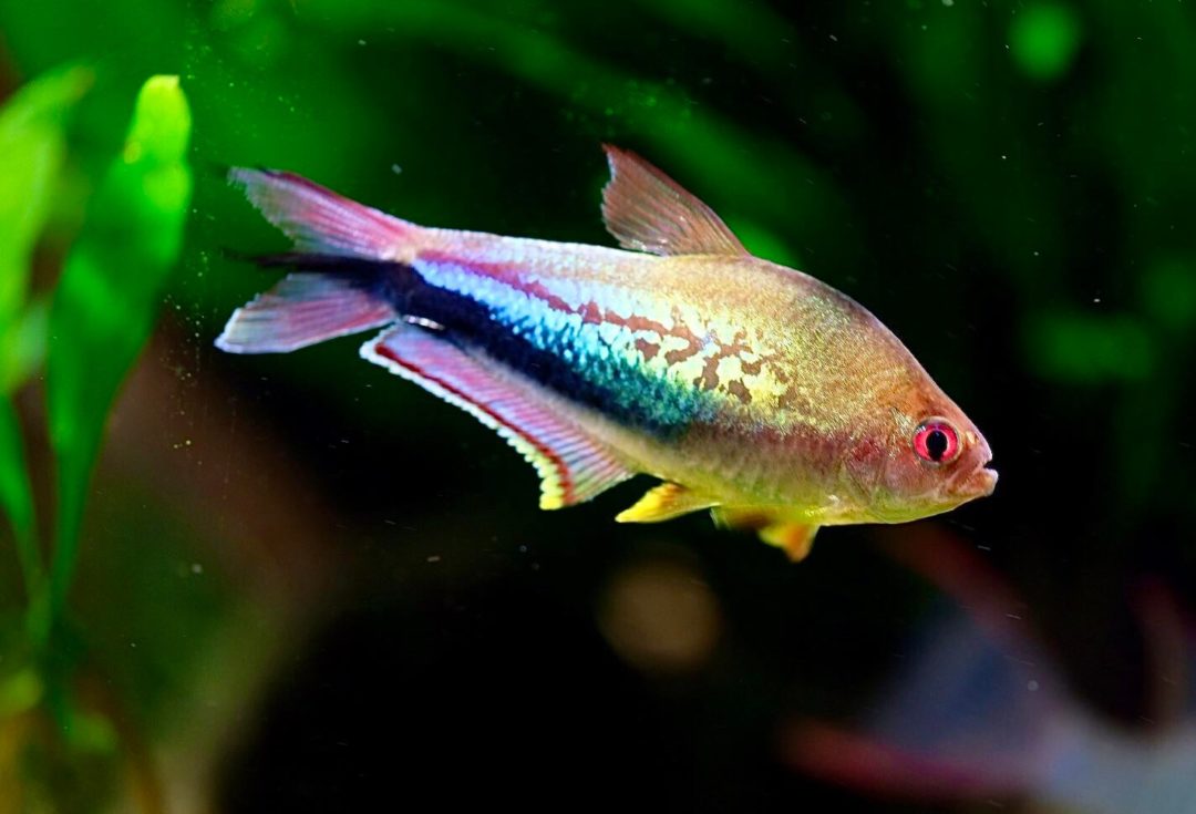 Rainbow Emperor Tetra - Planted Aquaria