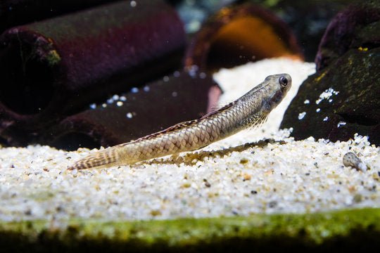 Rainbow Goby - Planted Aquaria