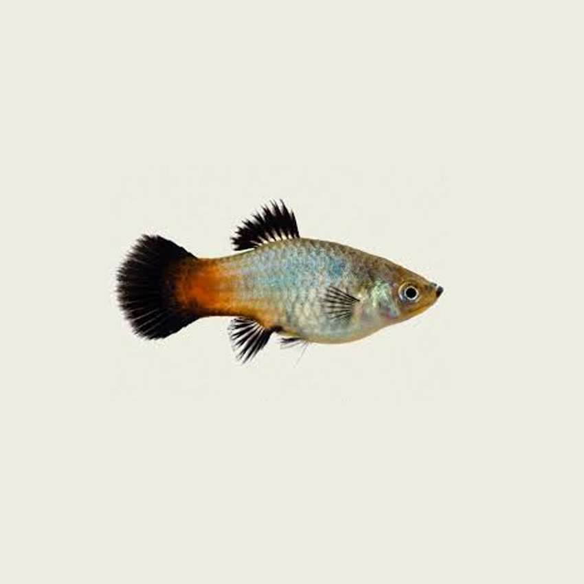 Platy - Rainbow Wagtail