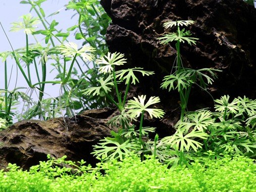 Ranunculus inundatus - Tropica TC - Planted Aquaria