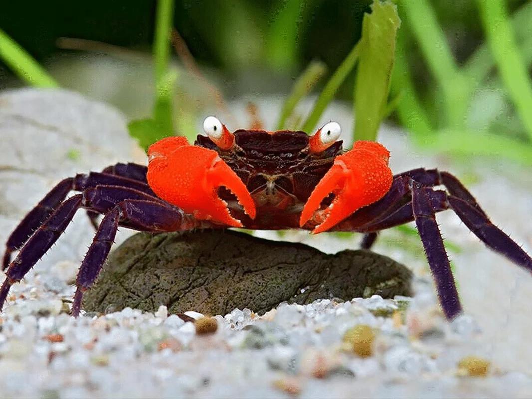 Red Devil Vampire Crab - Planted Aquaria
