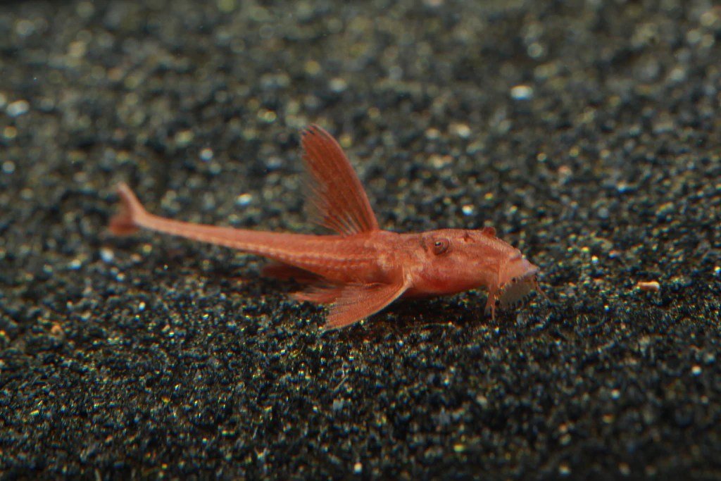 Red Lizard Whiptail Catfish - Planted Aquaria