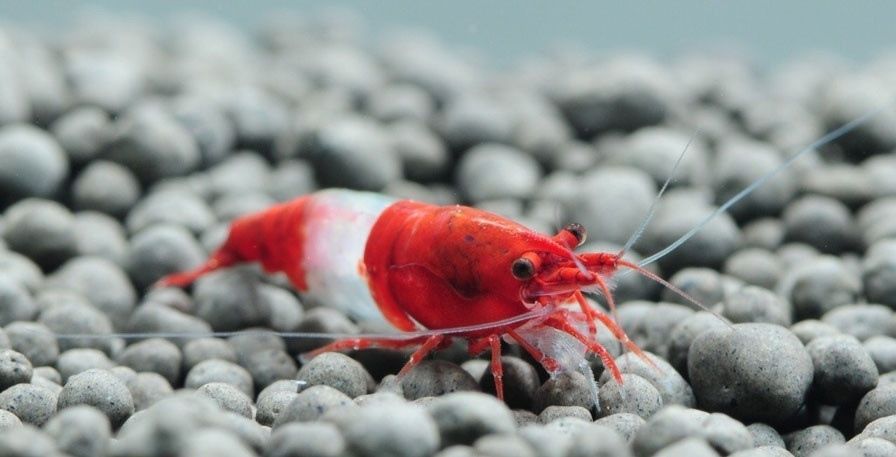 Red Rili Shrimp - Planted Aquaria