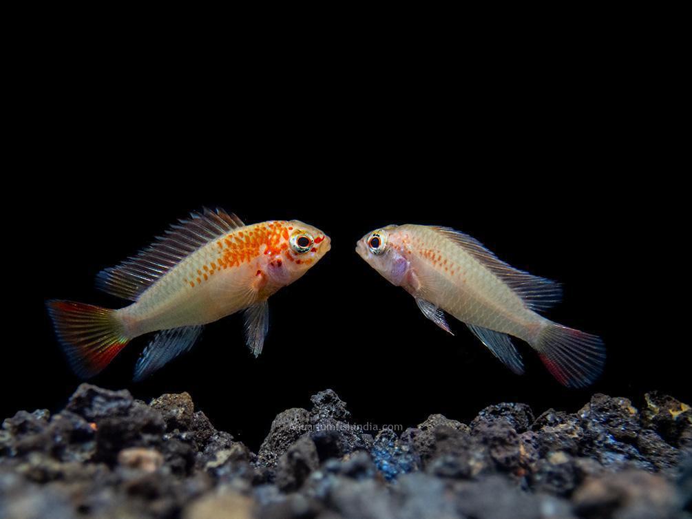 Red Shoulder Dwarf Cichlid *SOLD AS PAIRS ONLY* - Planted Aquaria
