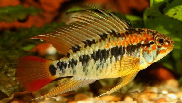 Red Tail Dwarf Cichlid - Planted Aquaria