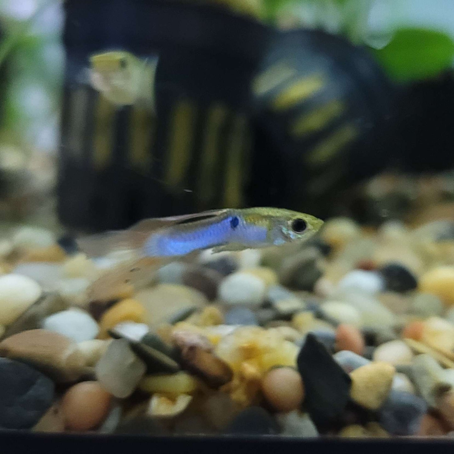 Guppy - Red Tail Blue Body Endler Trio (M/F/F)