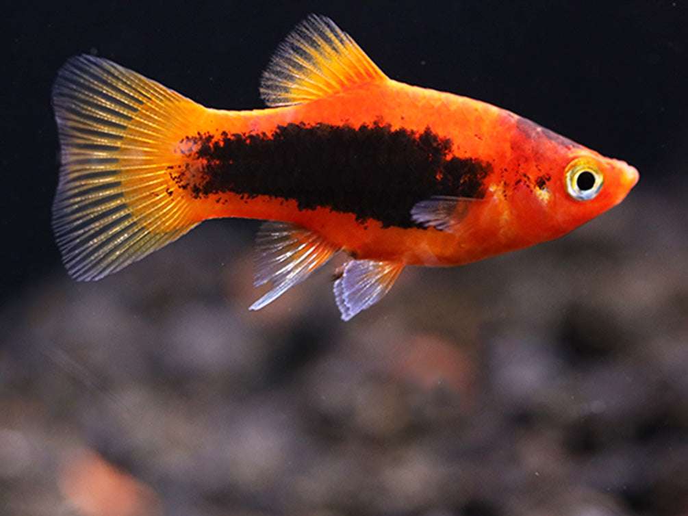 Platy - Red Tuxedo