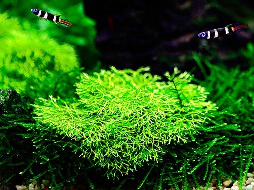Riccia fluitans - Tropica TC - Planted Aquaria