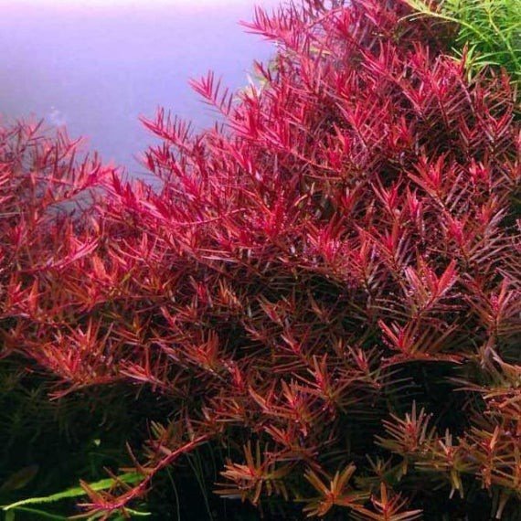 Rotala Blood Red - Planted Aquaria