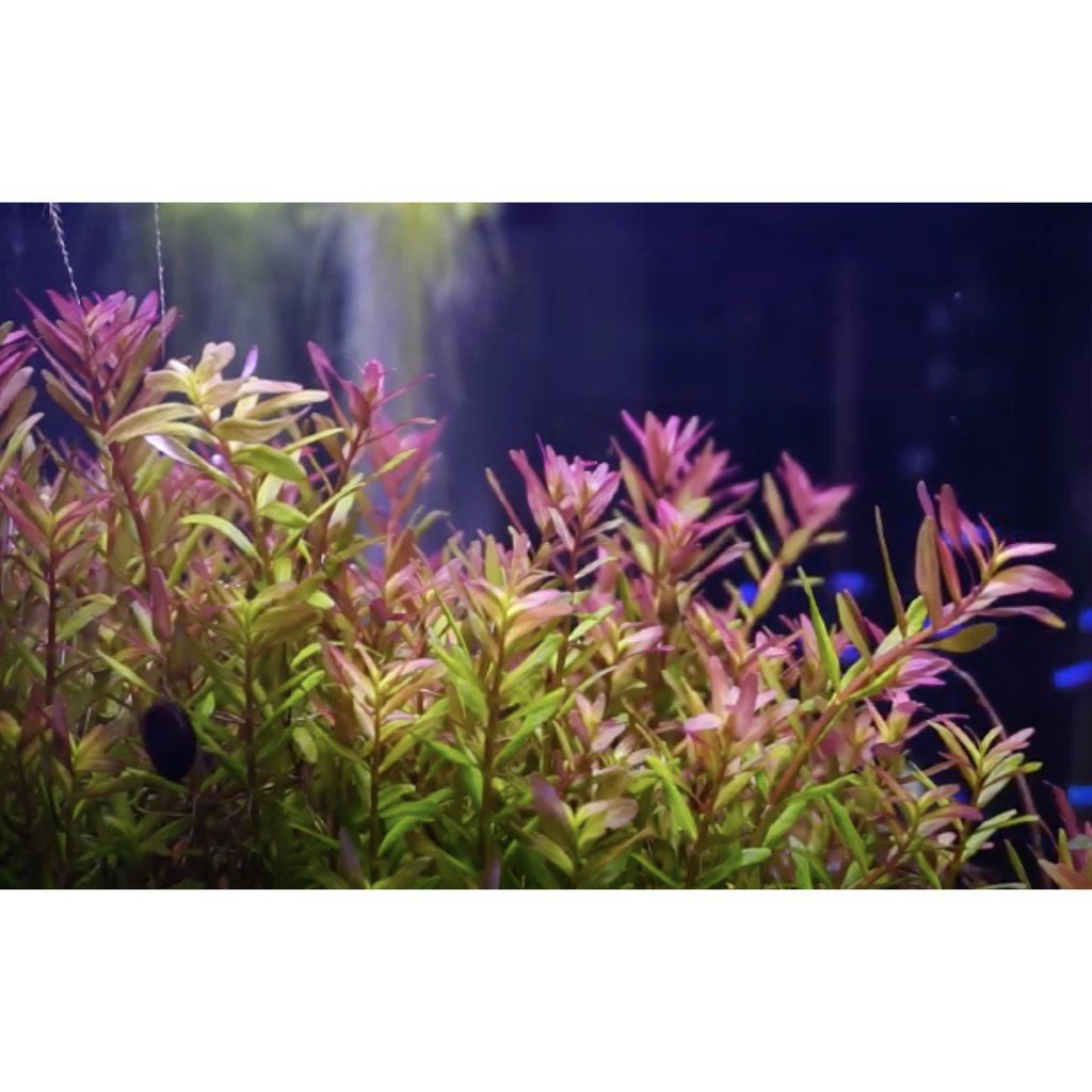 Rotala 'Fujian' - Potted - Planted Aquaria