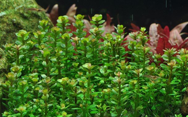 Rotala indica 'Bonsai' - Tropica TC - Planted Aquaria