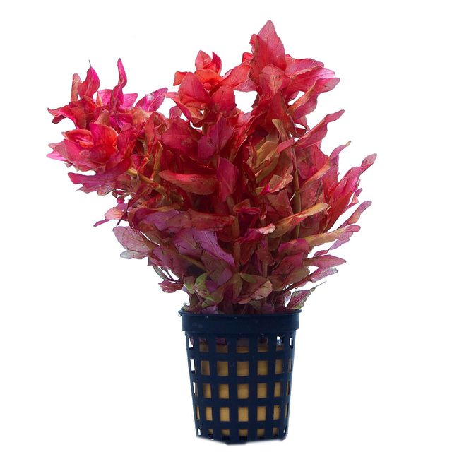 Rotala Macrandra - Planted Aquaria