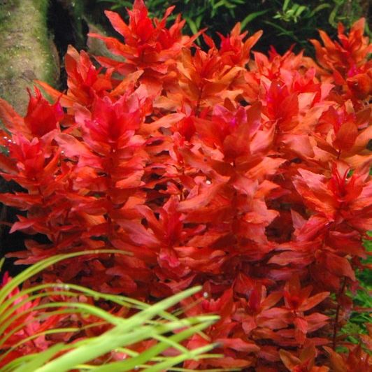 Rotala Macrandra - Planted Aquaria