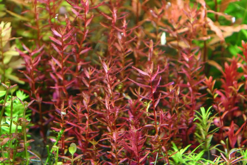 Rotala Macrandra Mini - Potted - Planted Aquaria