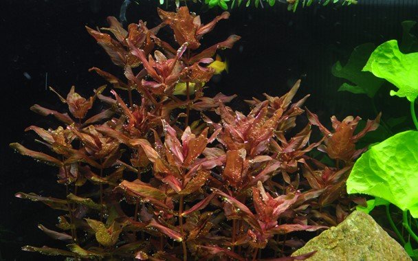 Rotala macrandra - Tropica TC - Planted Aquaria