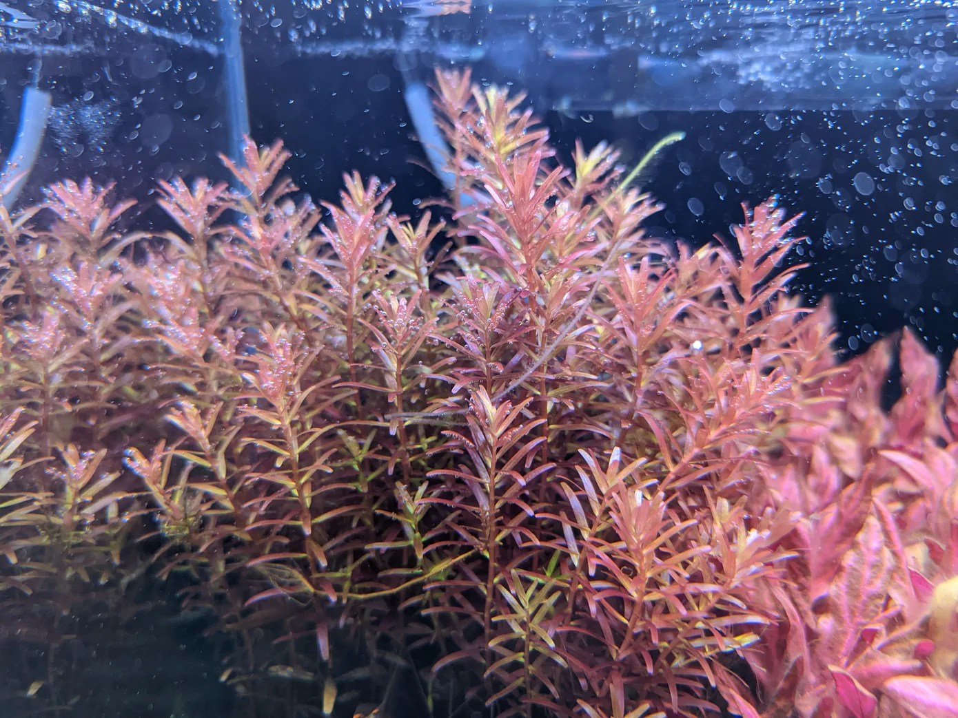 Rotala Reddish (Vietnam) - Potted - Planted Aquaria