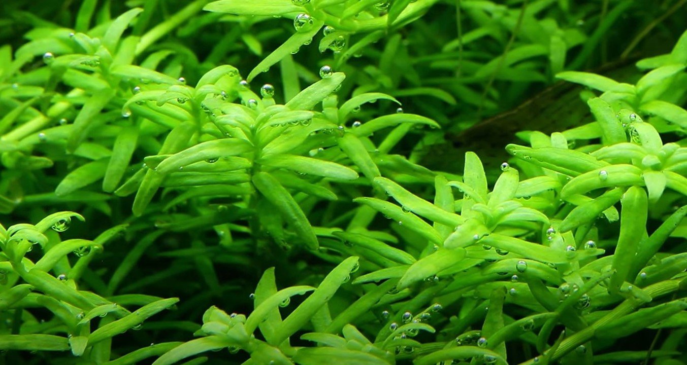 Rotala rotundifolia 'Green' - Tropica TC - Planted Aquaria