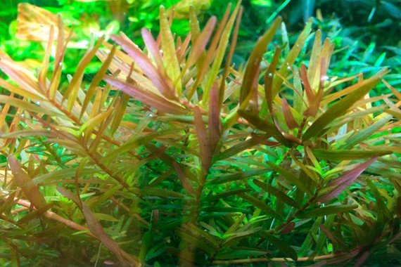 Rotala rotundifolia 'H'ra' - Tropica TC - Planted Aquaria
