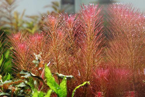 Rotala Wallichi 'Long Leaf' - ADA TC - Planted Aquaria