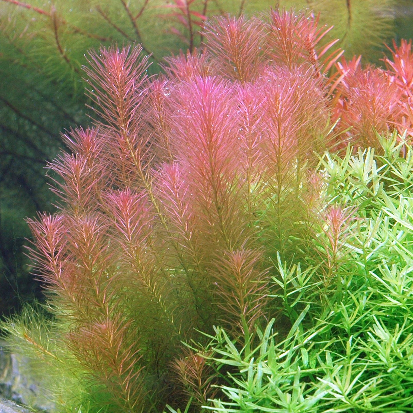 Rotala Wallichii - Potted - Planted Aquaria