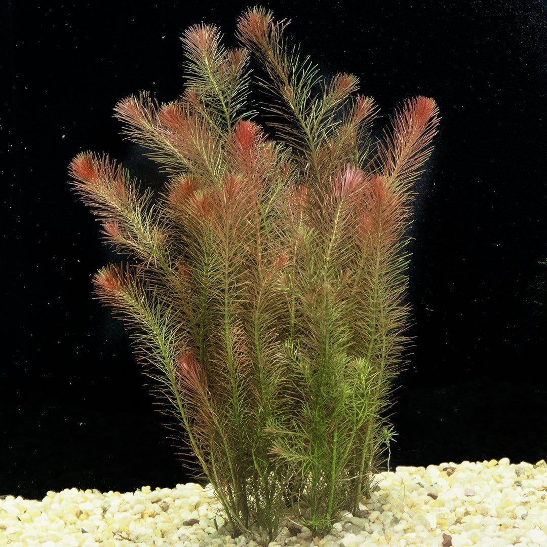 Rotala Wallichii - Potted - Planted Aquaria