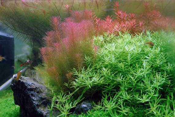 Rotala wallichii - Tropica TC - Planted Aquaria