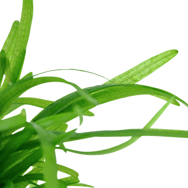 Sagittaria subulata - Tropica TC - Planted Aquaria