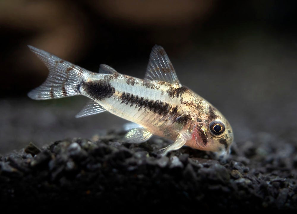 Salt & Pepper Pygmy Corydora - Planted Aquaria