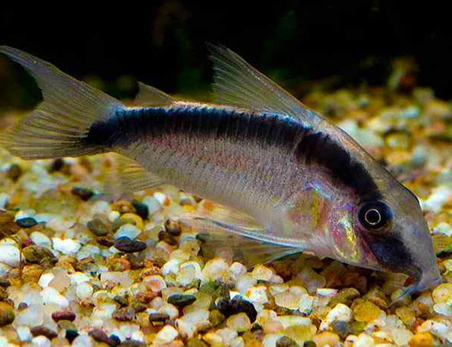 Skunk Corydora - Planted Aquaria