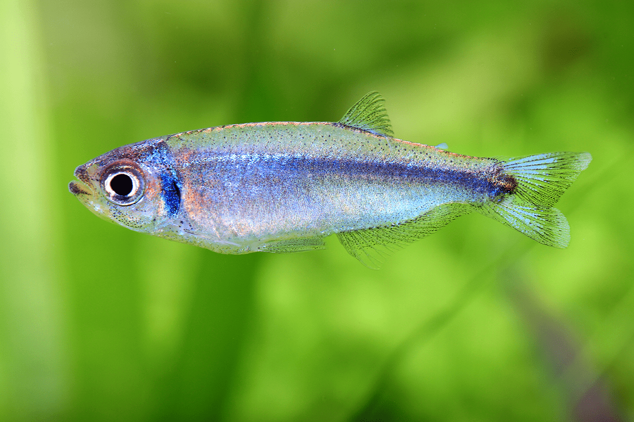 Sky Blue Tetra - Planted Aquaria
