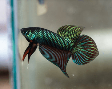 Smaragdina Buriram Betta Male - Planted Aquaria