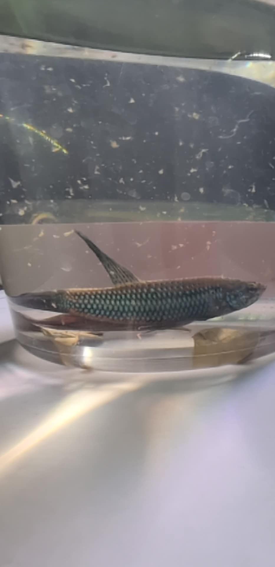 Smaragdina Buriram Betta Male - Planted Aquaria