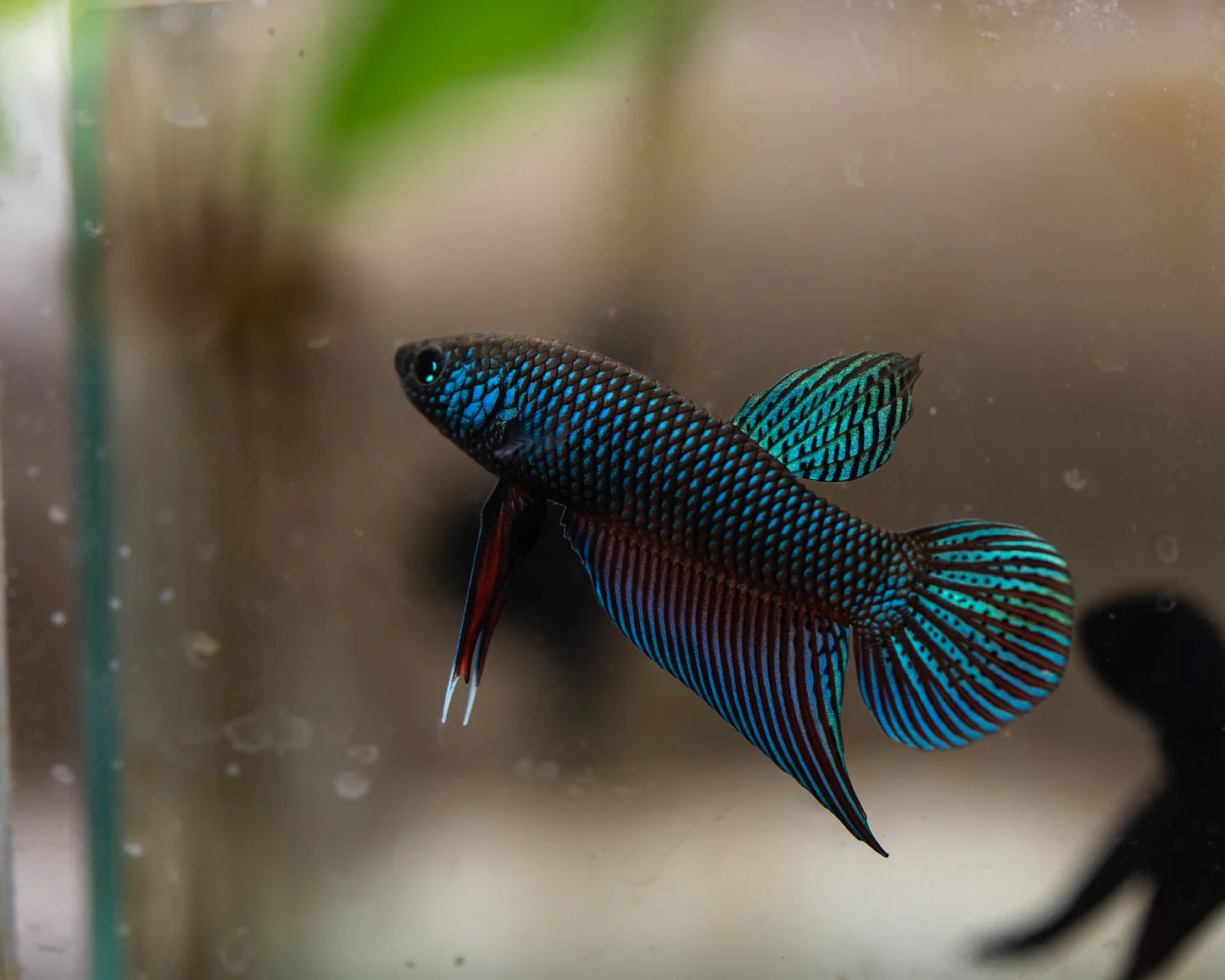 Smaragdina Buriram Betta Male - Planted Aquaria