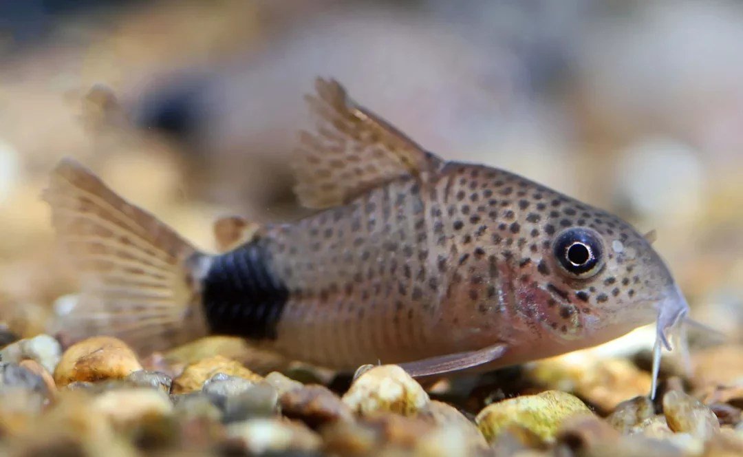 Smudge Spot Corydora - Planted Aquaria