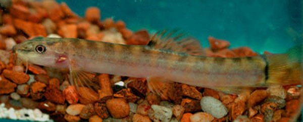 Spotback Mountain Loach - Planted Aquaria