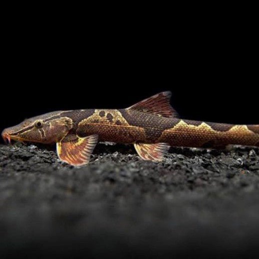 Spotted - Back Loach - Planted Aquaria