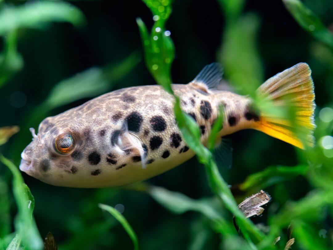 congo box puffer fish Spotted Congo Puffer - Planted Aquaria