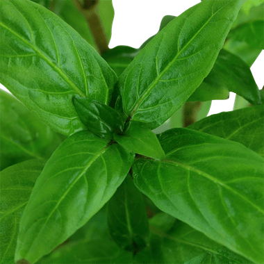 Staurogyne repens - Potted - Planted Aquaria