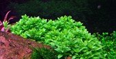 Staurogyne repens - Tropica TC - Planted Aquaria