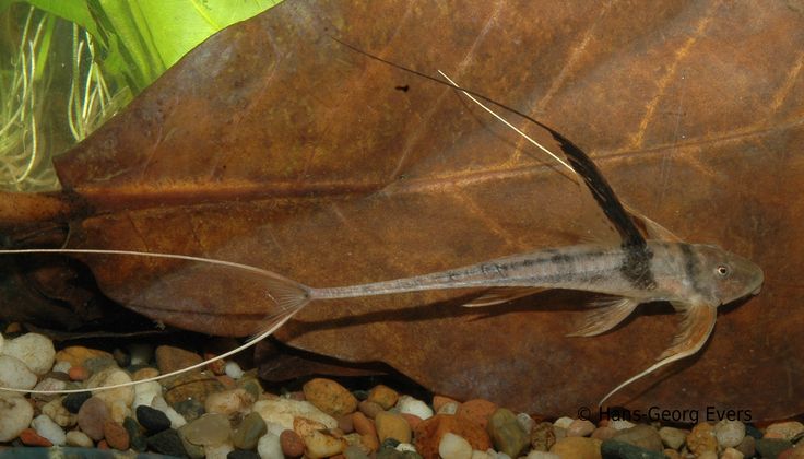 Sturisoma filamentosa - Planted Aquaria