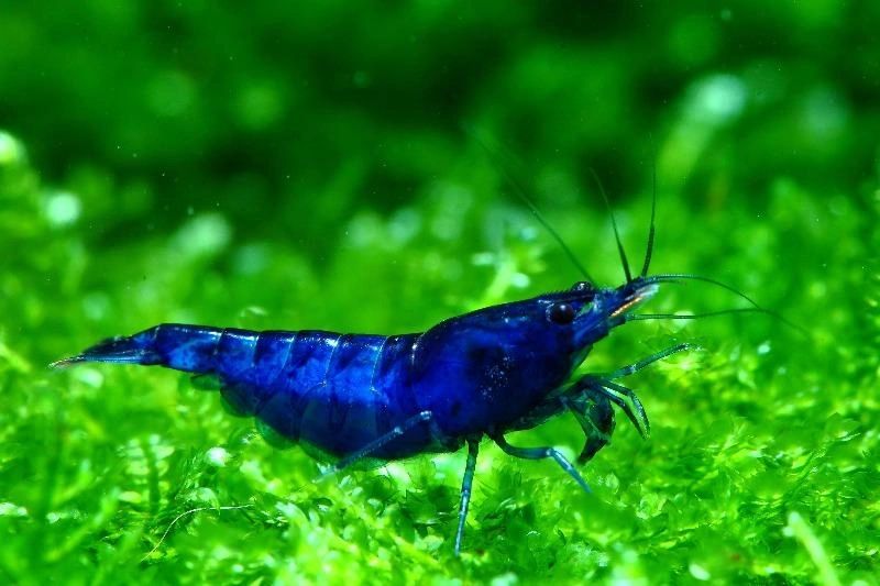 Super Blue Cherry Shrimp - Planted Aquaria