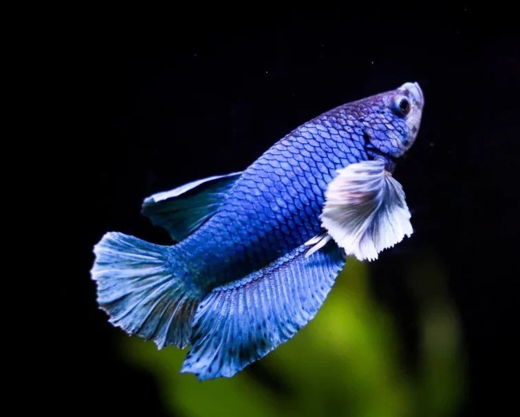 Super Dumbo Ear Blue HMPK Male Betta - Planted Aquaria