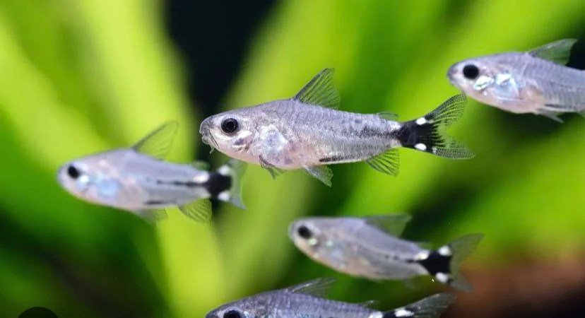 Tail - Spot Pygmy Corydoras - Planted Aquaria