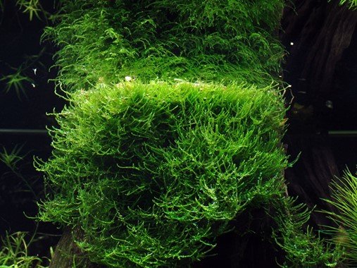 Taxiphyllum barbieri - Portion - Planted Aquaria