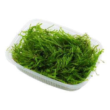 Taxiphyllum barbieri - Portion - Planted Aquaria