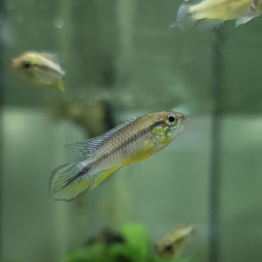 Tefe Agassizi's 'Pearl Blue' Dwarf Cichlid - Planted Aquaria