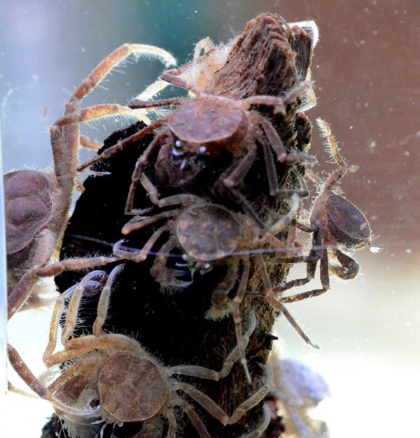 Thai Micro Crab - Planted Aquaria