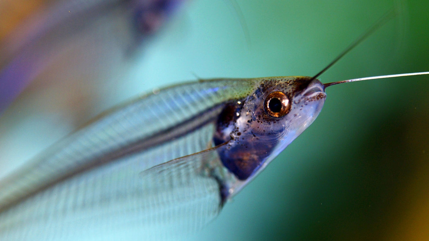 Thailand Glass Catfish - Planted Aquaria