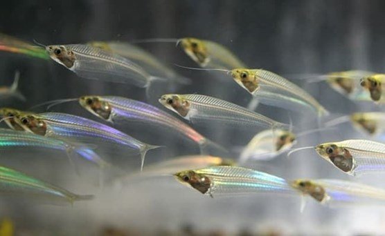 Thailand Glass Catfish - Planted Aquaria